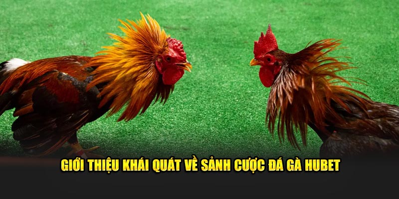 Giới thiệu khái quát về sảnh cược đá gà HUBET