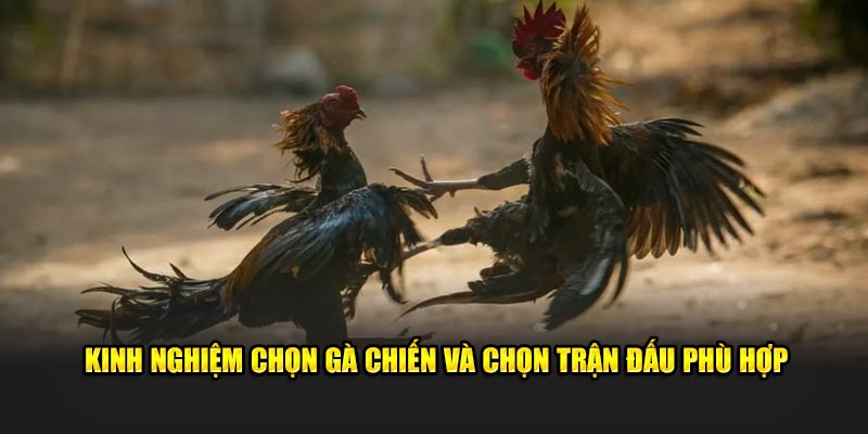 Kinh nghiệm chọn gà chiến và chọn trận đấu phù hợp